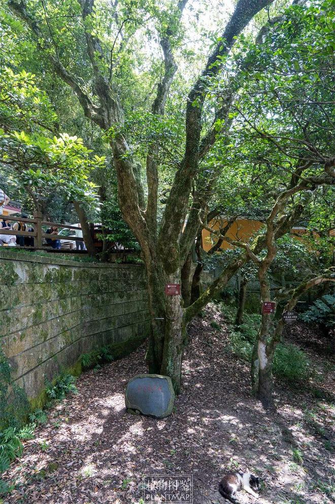 拜访地球上唯一一棵普陀鹅耳枥（野生植株）